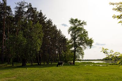 Landscape With Cows