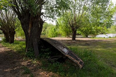 An Old Boat And Willow Trees