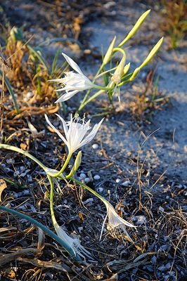 Sea Daffodils