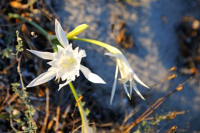 Sea Daffodils