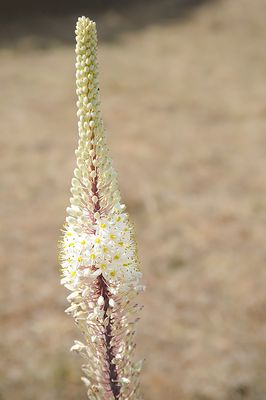 Drimia Glaucophylla