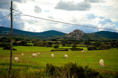 SARDINIA