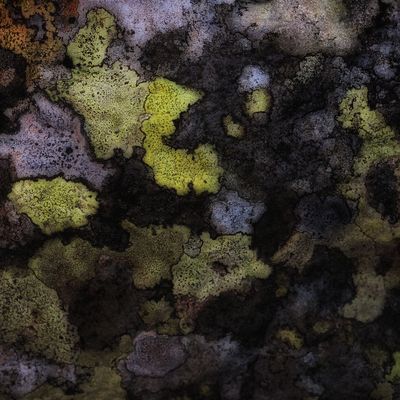 Lichen on Rock - Natures Art