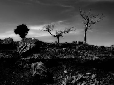 Deadwood - Hampsfell Cumbria 