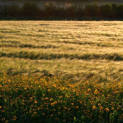 Swaying Barley 