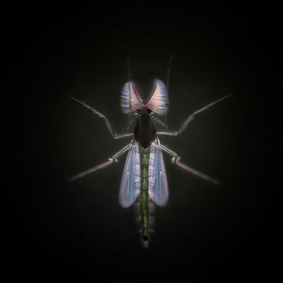 Fluorescent Adolescent 