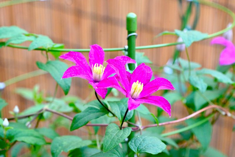 Clematis @f9 105mm Z7