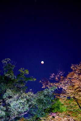 Lunar Eclipse @f1.2 Z50