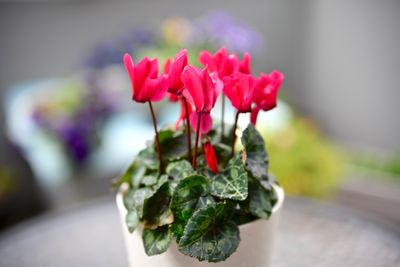 Cyclamen @f2 Zf