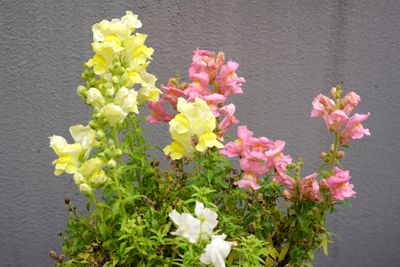 Snapdragons @f8 a7R2