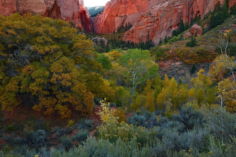 Autumn Canyon Color