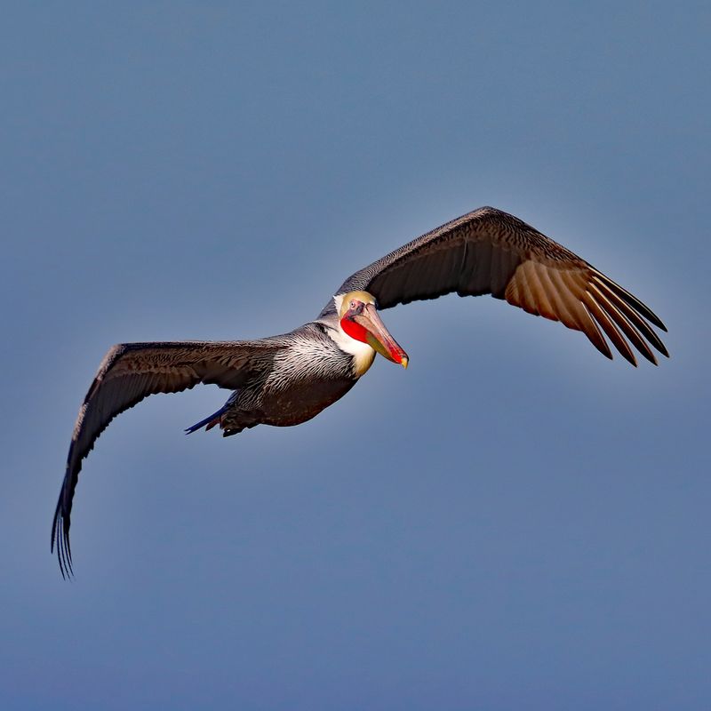 Flying High