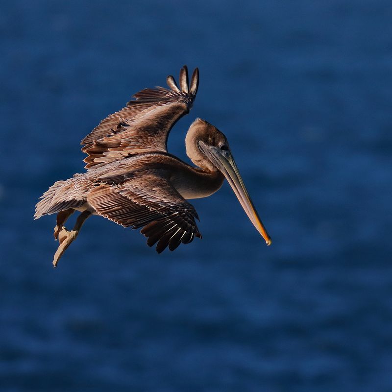 Looking to Land