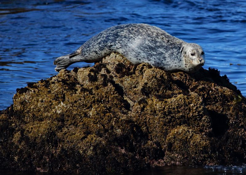 Low Tide Nap 