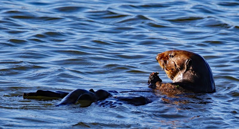 Otter Sundown