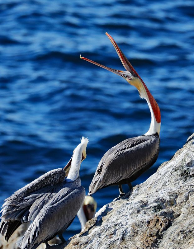 Pelican Yawn 