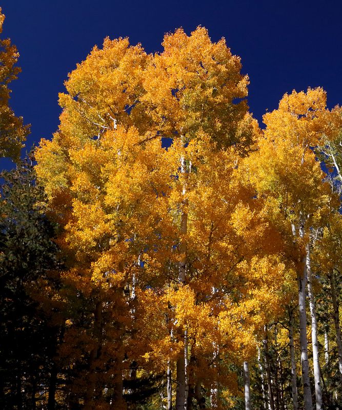 Exploding Autumn Yellow and Gold