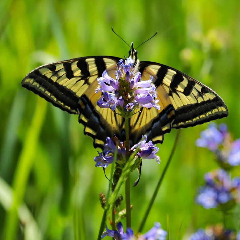 Swallowtail Lunch