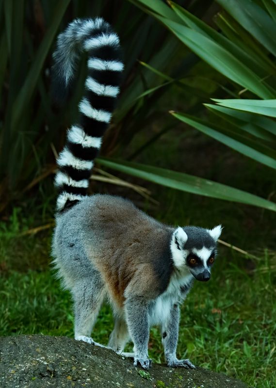 That is One Long Tail!!