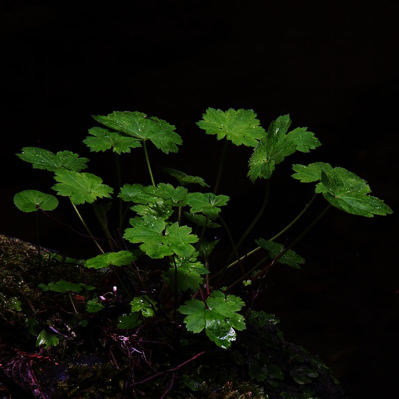 Deep Dark Canyon Green