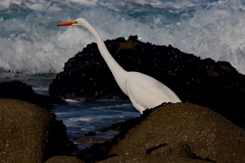 Hunting Near the Waves