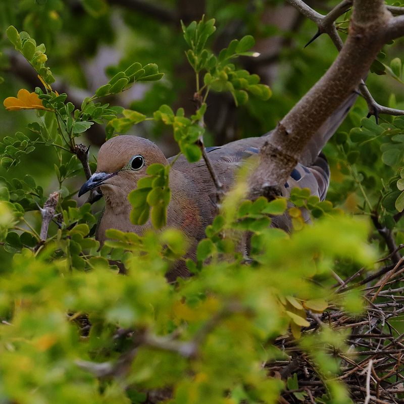 Hidden Nest