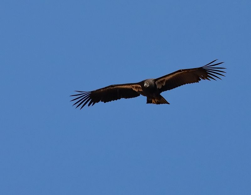 High Flying