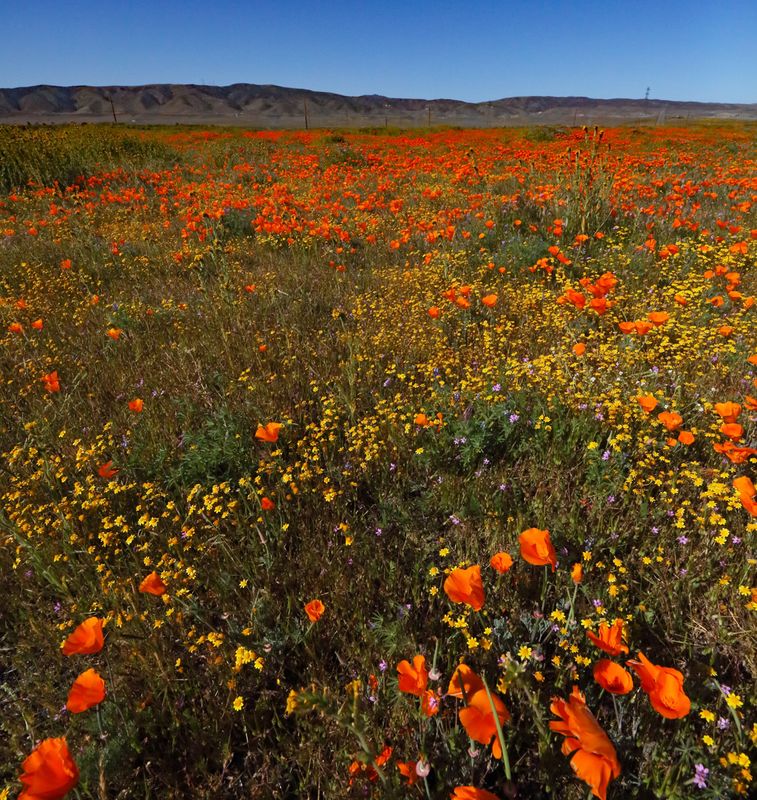 So Many Poppies So Much Wind