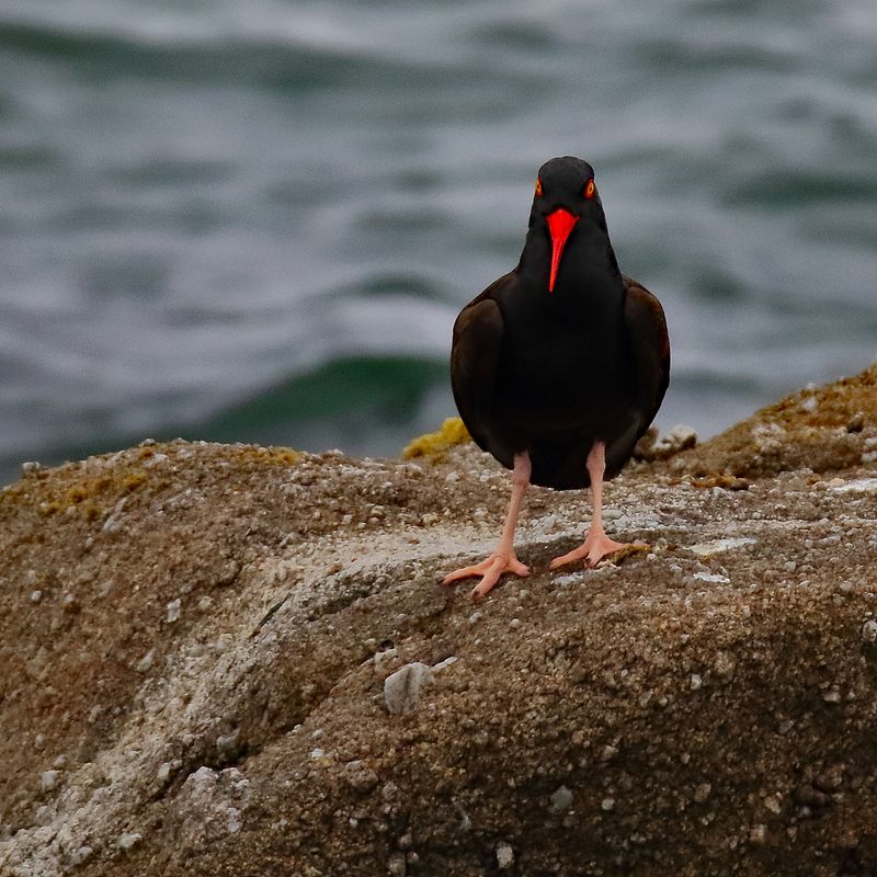 Black Oystercatcher