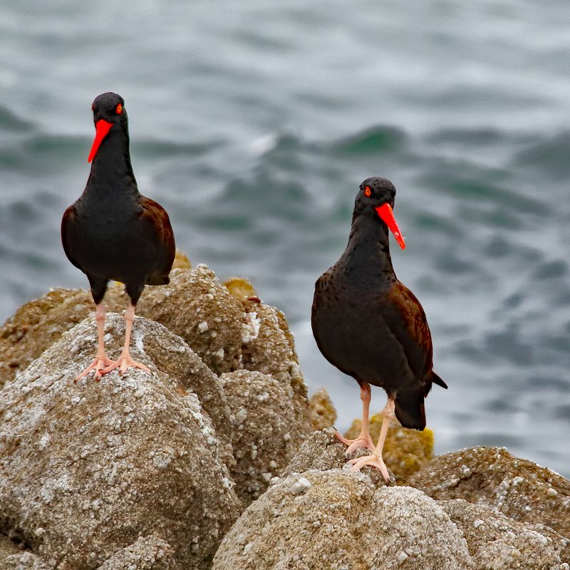 Looking for a Nesting Site
