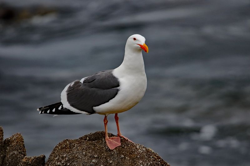 Jonathan Livingston Seagull