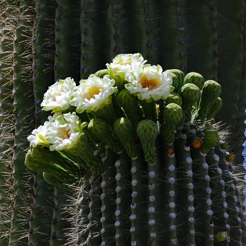 Saguaro Spring