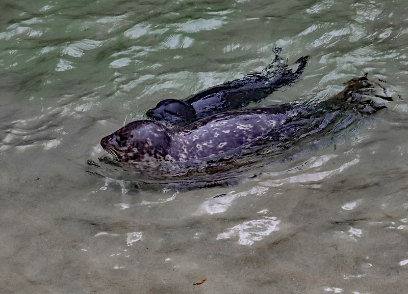 Swimming Lesson