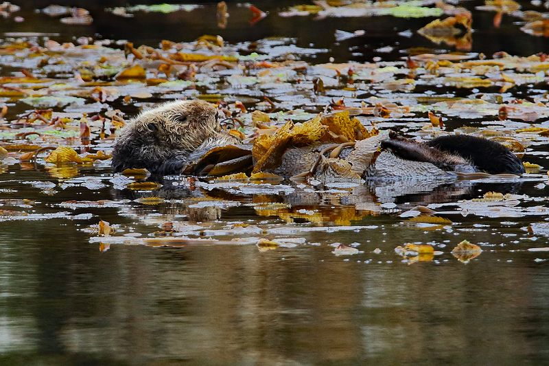 Otter Nap Time in the Kelp