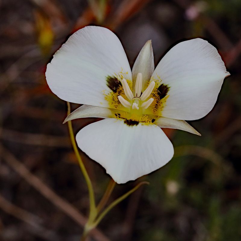 A Yosemite Variety of Mariposa Lily