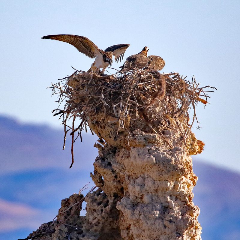 Crowded Nest