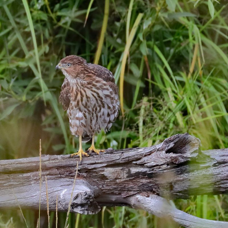 I See You Wildlife Paparazzo