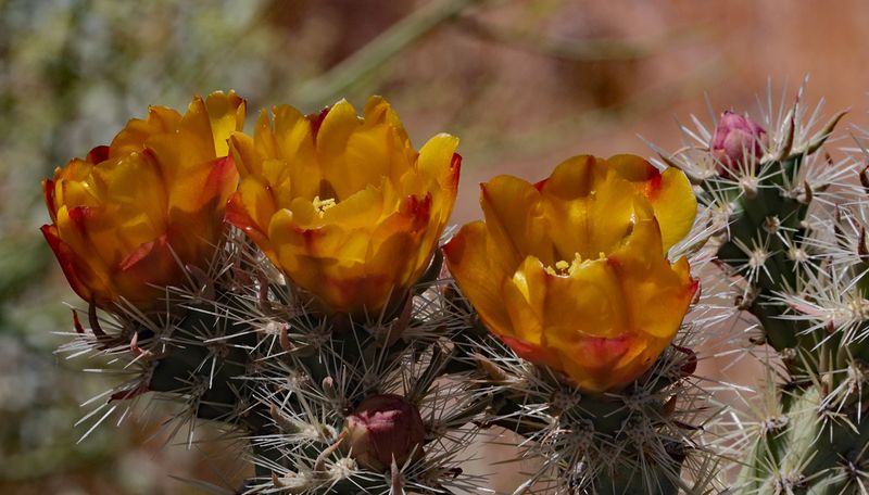 Desert Southwest Cactus