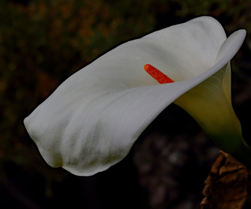 Flowing Beauty