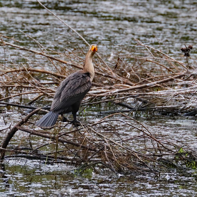 Cormorant