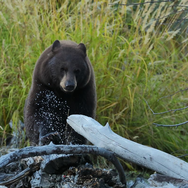Evening Bear Walk