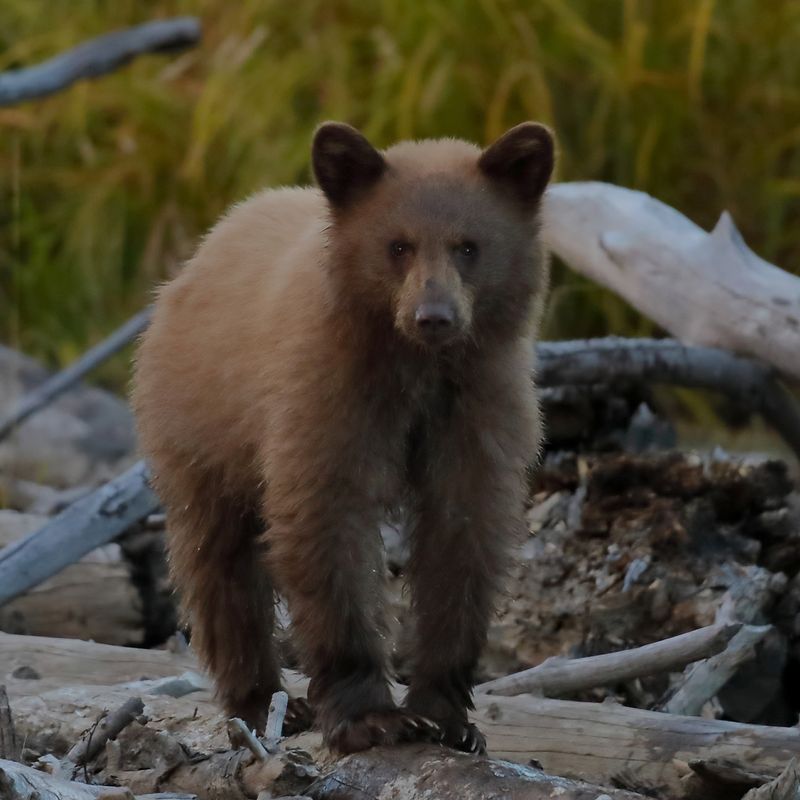 Bear Cub