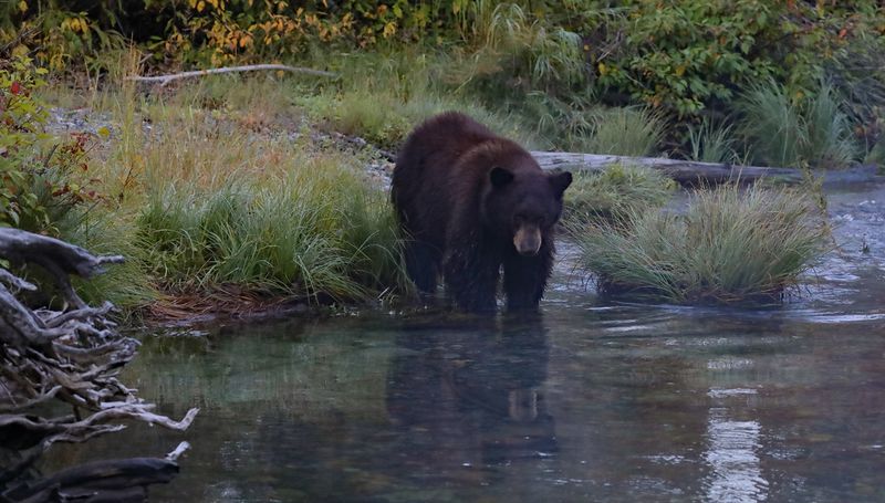 Fishing for Salmon 