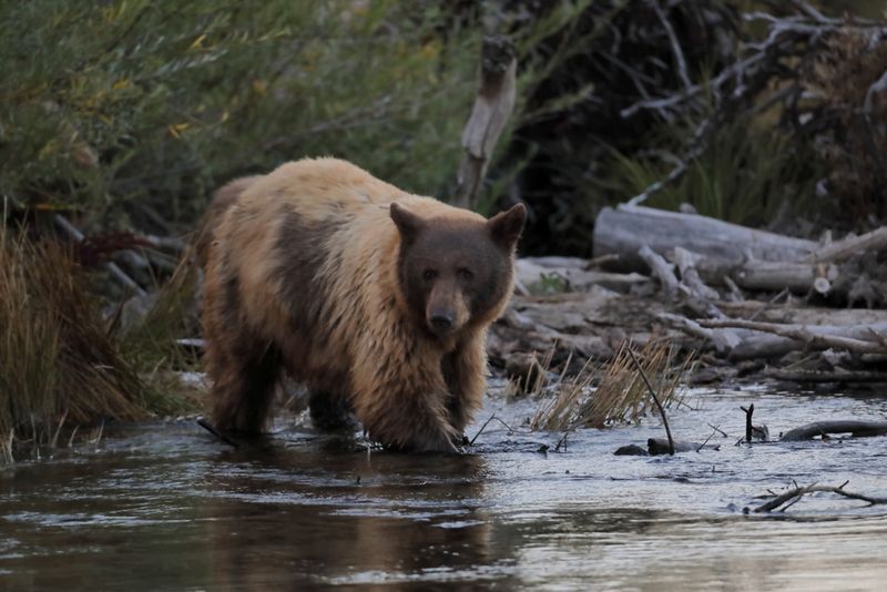 Morning Stroll in the Creek