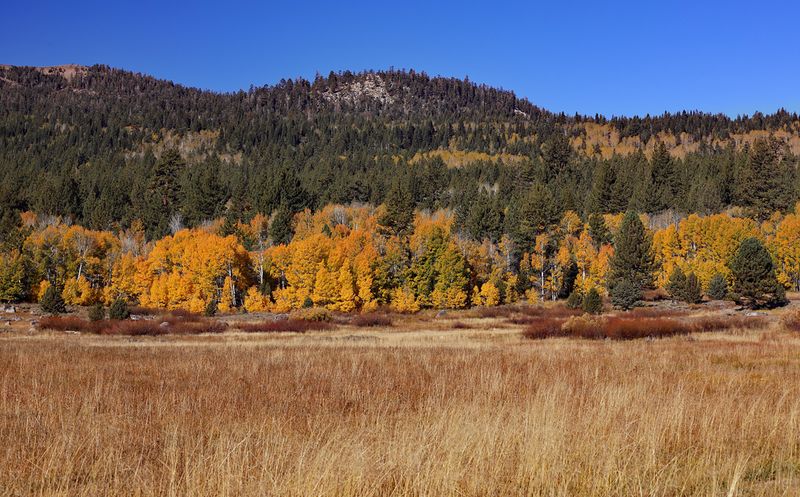 Hope Valley Autumn Gold 