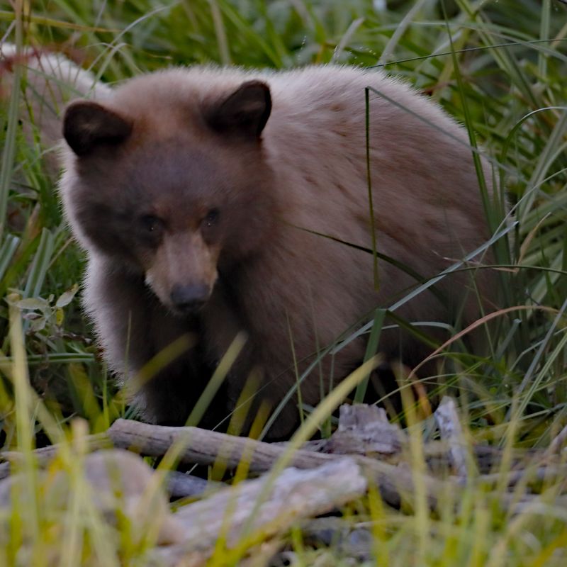 Curious Bear