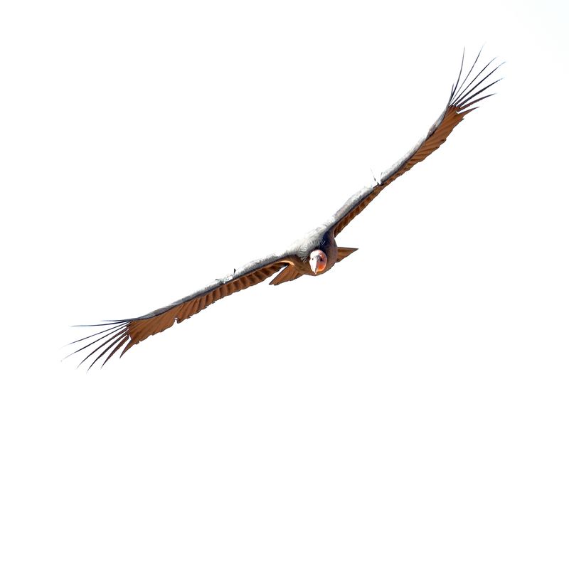 California Condor