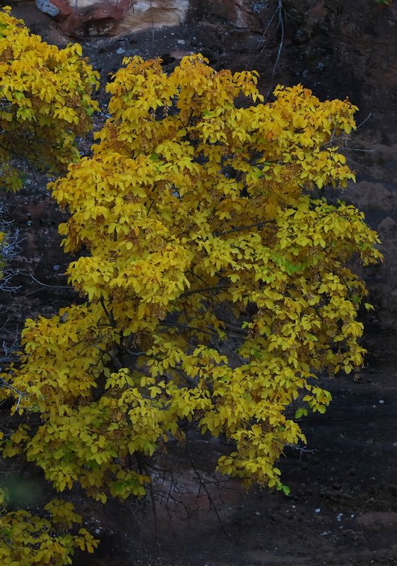 Autumn Yellow