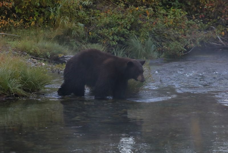 Foggy Morning Salmon Fishing