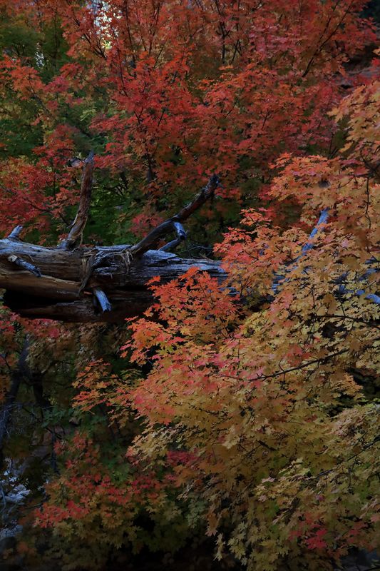 Zion Autumn Color